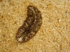 Pseudobiceros damawan