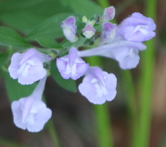 Scutellaria integrifolia