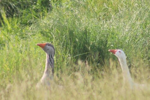 iNaturalist image