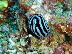 Phyllidiella rosans