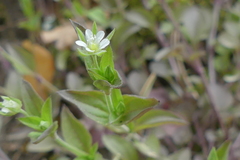 Moehringia trinervia