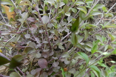 Moehringia trinervia