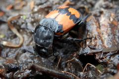 Nicrophorus hebes