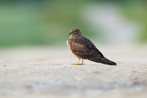 iNaturalist: (c) Jan van Holten, some rights reserved (CC BY-NC), uploaded by Jan van Holten iNaturalist image