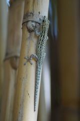 Lygodactylus gutturalis