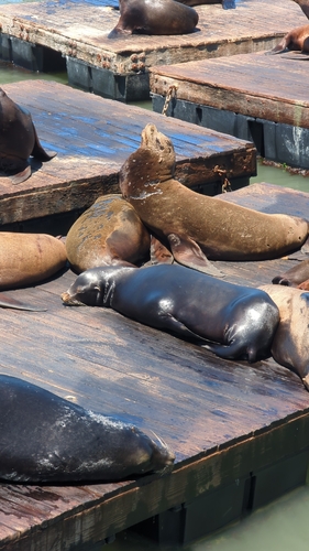 Seelöwe
