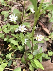Stellaria corei
