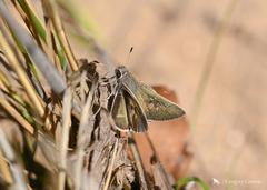 Atrytonopsis pittacus