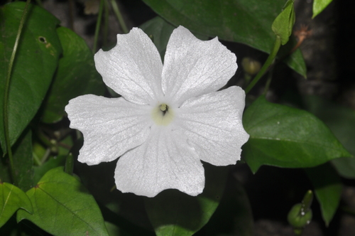 Thunbergia laevis image