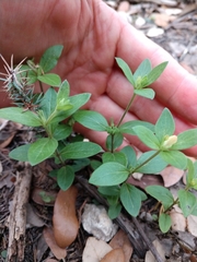 Spigelia