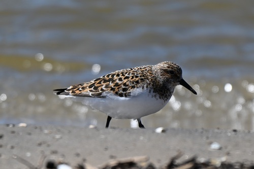 iNaturalist image