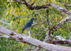Gymnoderus foetidus