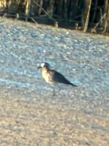 iNaturalist image