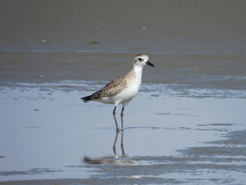 iNaturalist image
