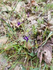 Delphinium decorum tracyi