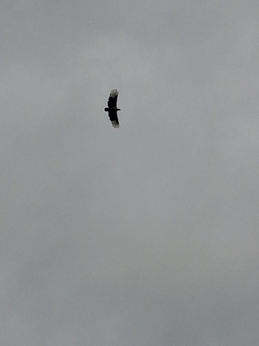 Palm-nut Vulture