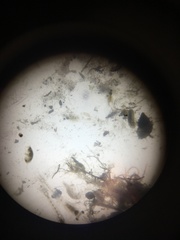 Eumalacostraca
