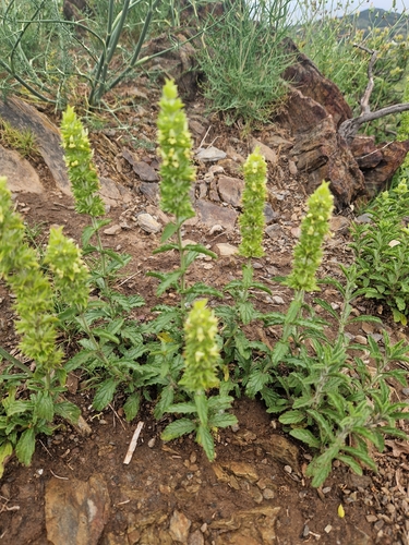 Sideritis endressii, photograph 1