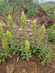 Sideritis endressii