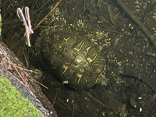iNaturalist observation photo of Red-eared Slider
