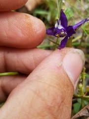 Delphinium decorum tracyi