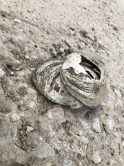Unionoidea
