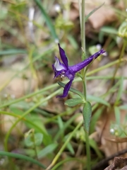 Delphinium decorum tracyi