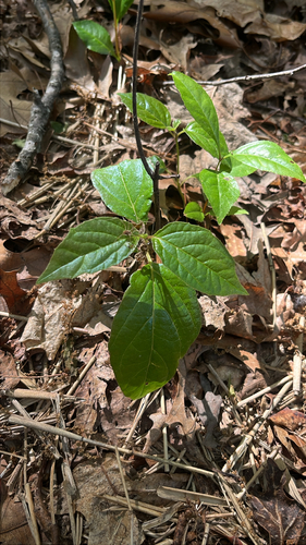 Viburnum setigerum, photograph 6