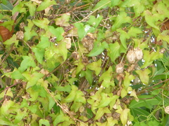 Maurandya barclayana