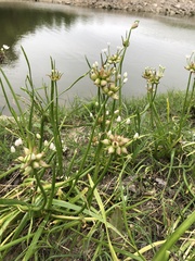 Allium neapolitanum