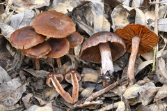Cortinarius castaneus
