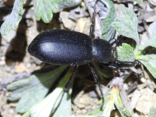 Eleodes nigrina photo 3