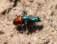 Cicindela scutellaris scutellaris