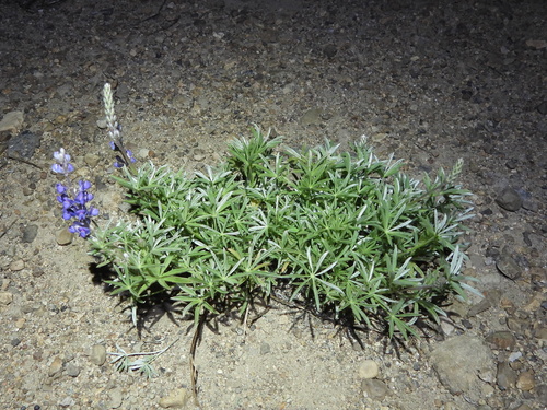 Lupinus arbustus, photograph 2