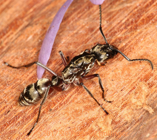 Hairy Panther Ant