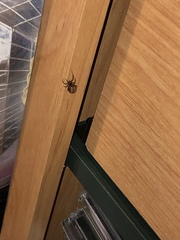 Steatoda bipunctata