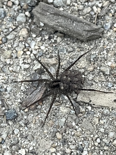 iNaturalist observation photo of Thin-legged Wolf Spiders