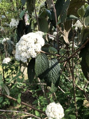 Viburnum rhytidophyllum