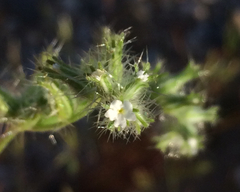 Cryptantha nevadensis