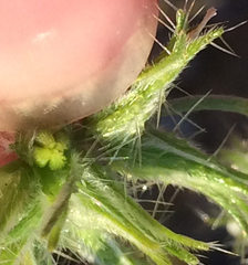 Cryptantha nevadensis