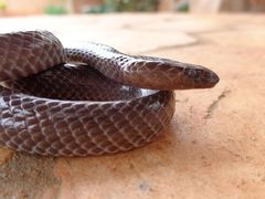 Boaedon fuliginosus