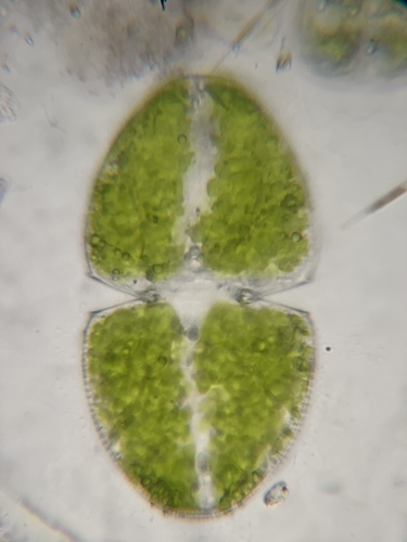 Cosmarium ovale, 2026-06-01