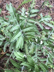 Hymenopappus artemisiifolius