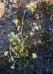 Cryptantha nevadensis