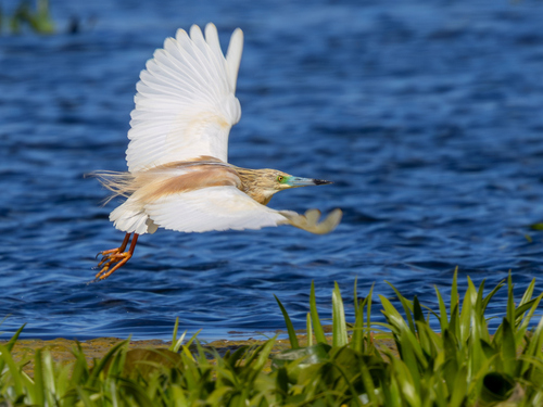iNaturalist image