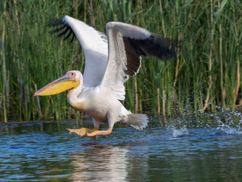 iNaturalist: (c) Attila Steiner, some rights reserved (CC BY-NC), uploaded by Attila Steiner iNaturalist image