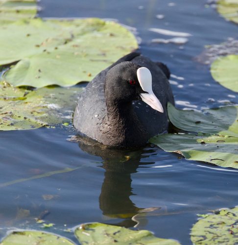 Eurasian Coot