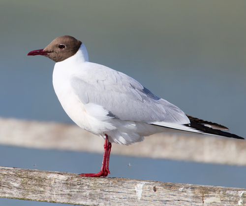 Black-headed Gull