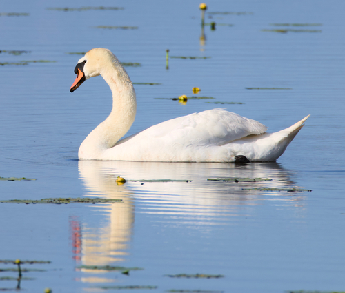 Mute Swan
