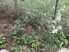 Hymenopappus artemisiifolius